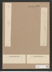 Synedra ulna var. obtusa (W. Sm.) V. H. (de-Toni-Nr.: Genus 66, Species 2584) Zeichnungen Sammlung Grunow Nr. 5216 (NHMW-BOT-W0373583)